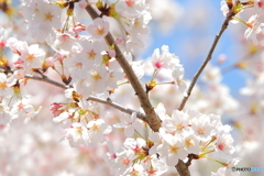 桜とはち