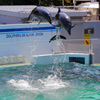 しながわ水族館