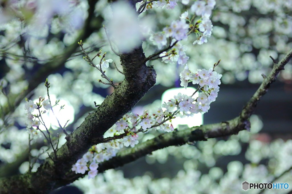 夜桜