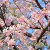 春