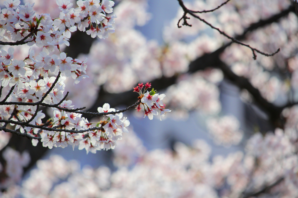 2016の桜
