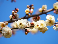 小春日和