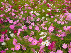 秋桜絨毯