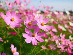 秋桜