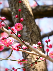 紅梅香る