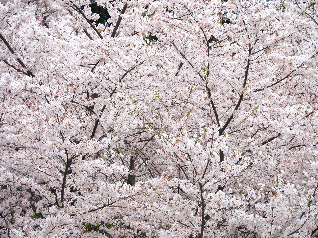 桜化粧