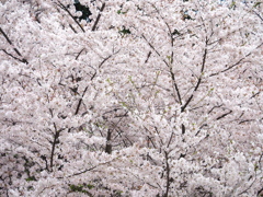 桜化粧