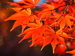朱に染まる
