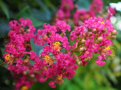 朱花