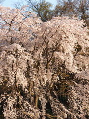 黄昏枝垂れ桜