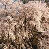 黄昏枝垂れ桜