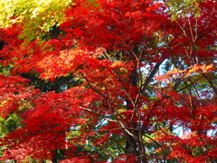 燃える秋