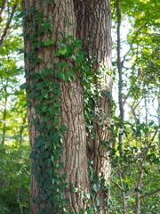 共存