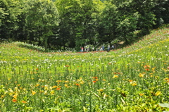 谷間に咲く