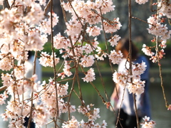 暖簾桜