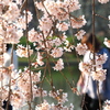 暖簾桜