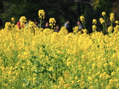 菜の花畑