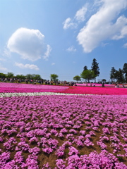 芝桜と浮浪雲