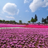 芝桜と浮浪雲