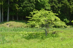 一本木