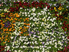 お花のカーペット