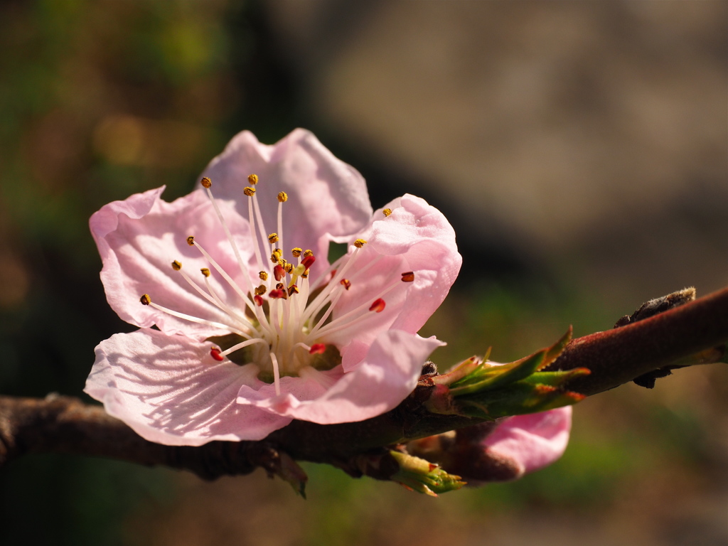 桜一輪