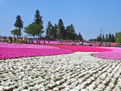 満員御礼！羊山公園