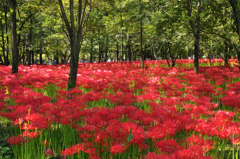 曼珠沙華