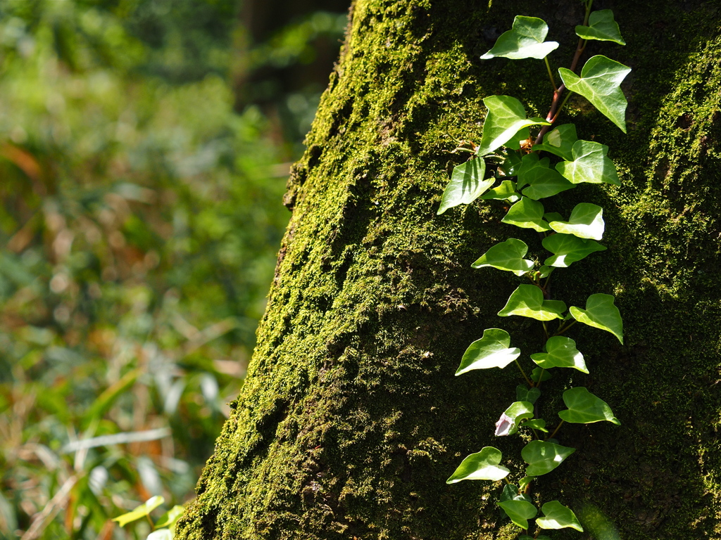 苔と共に