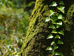 苔と共に