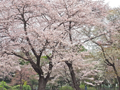 残冬の桜かな。。