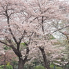 残冬の桜かな。。