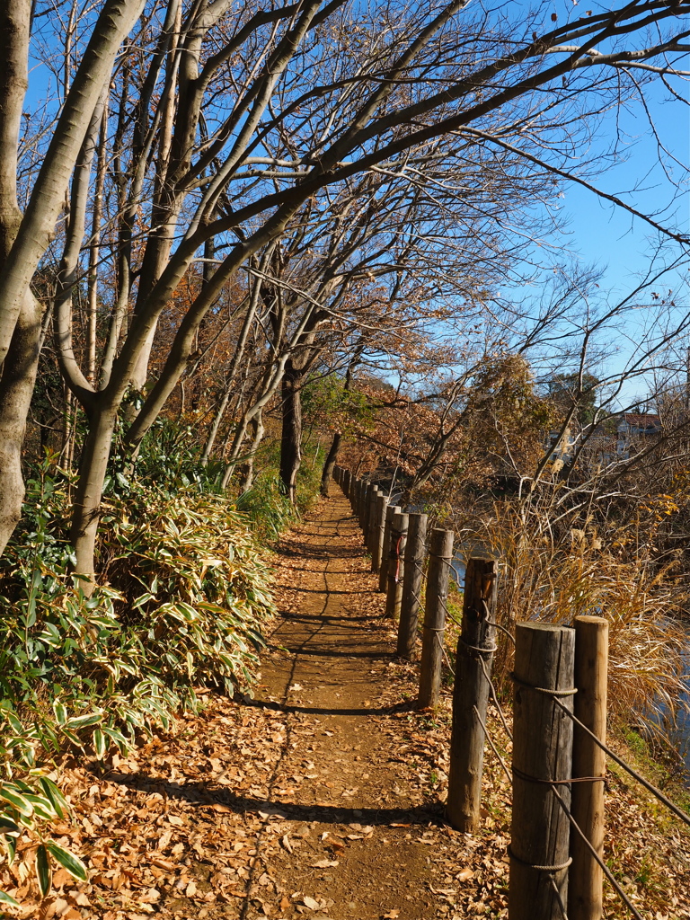 冬の散歩道