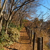 冬の散歩道