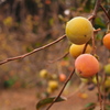 秋の気配　未熟柿篇