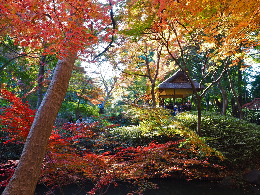 見納めの紅葉かな。。