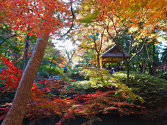 見納めの紅葉かな。。
