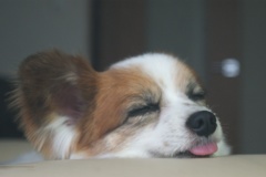 おじいちゃん