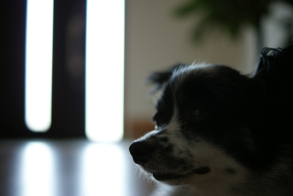 犬2
