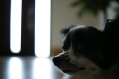犬2