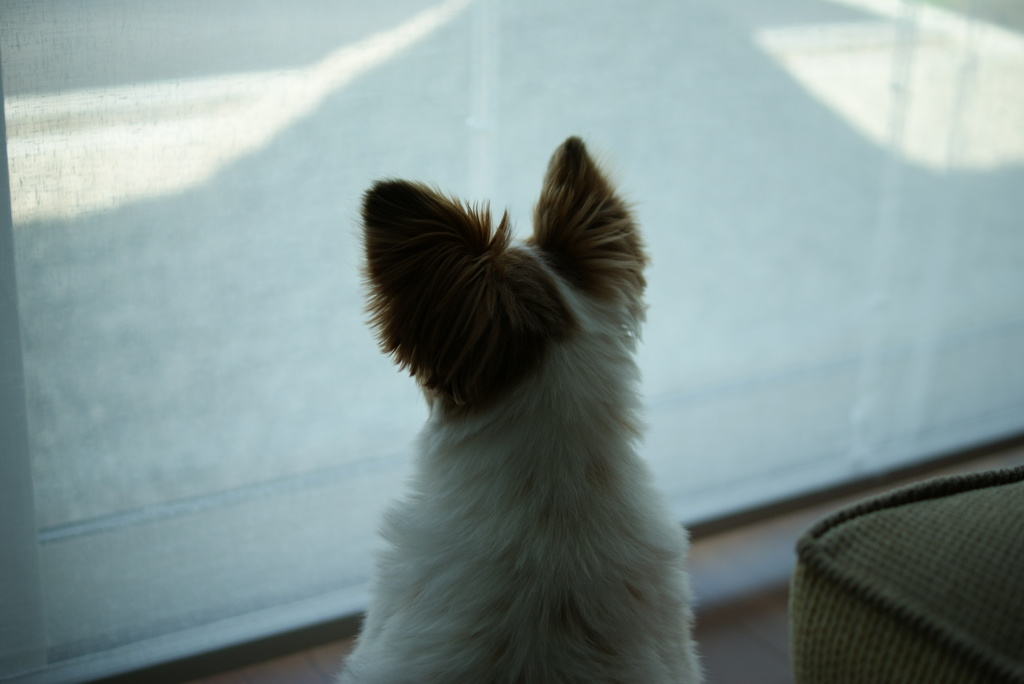 犬