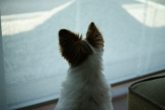 犬