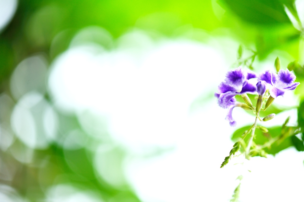 花