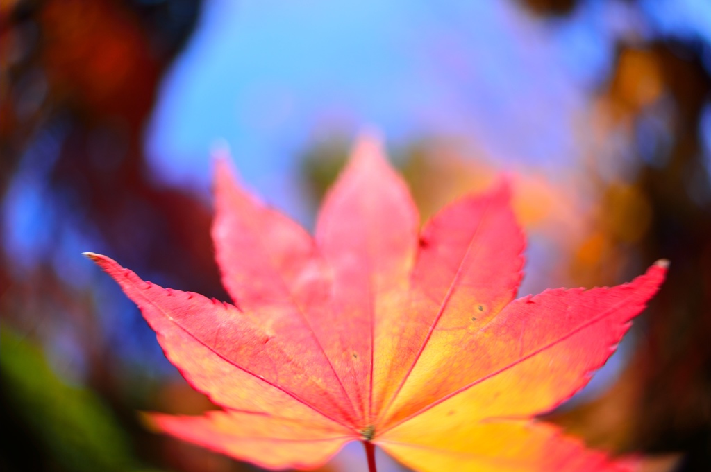 紅葉
