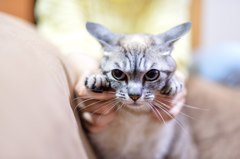 がお〜