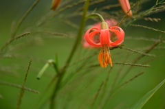 提灯みたいな