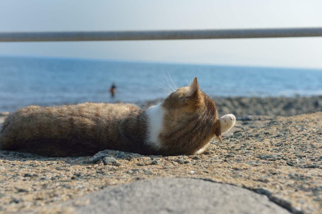 あ〜眠てぇ〜