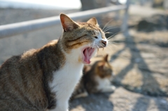 あくび
