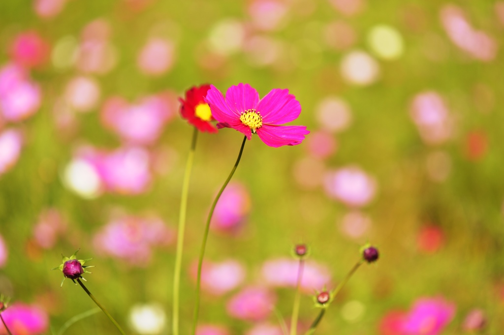 秋桜