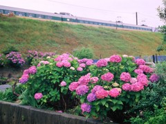 雨の季節